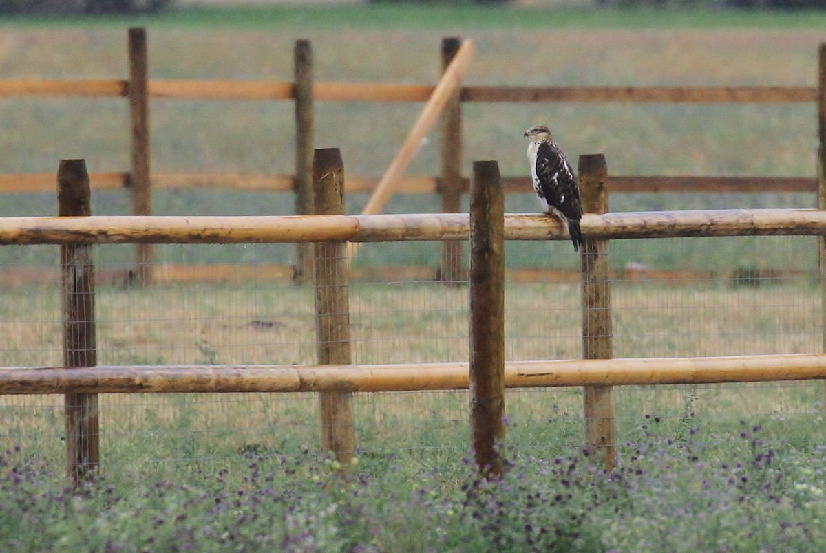 Ferruginous Hawk - Alex Lamoreaux