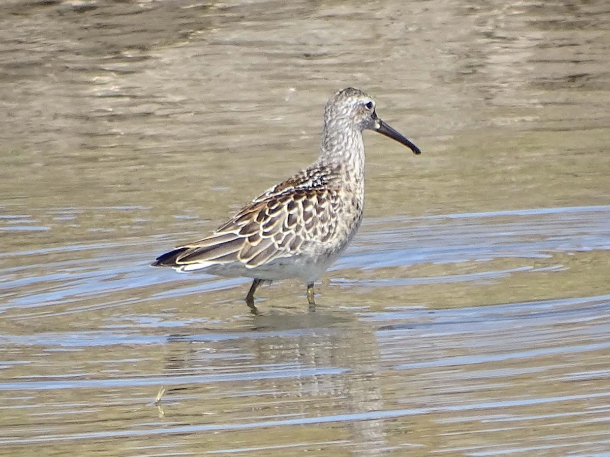 Stilt Sandpiper - ML66097111