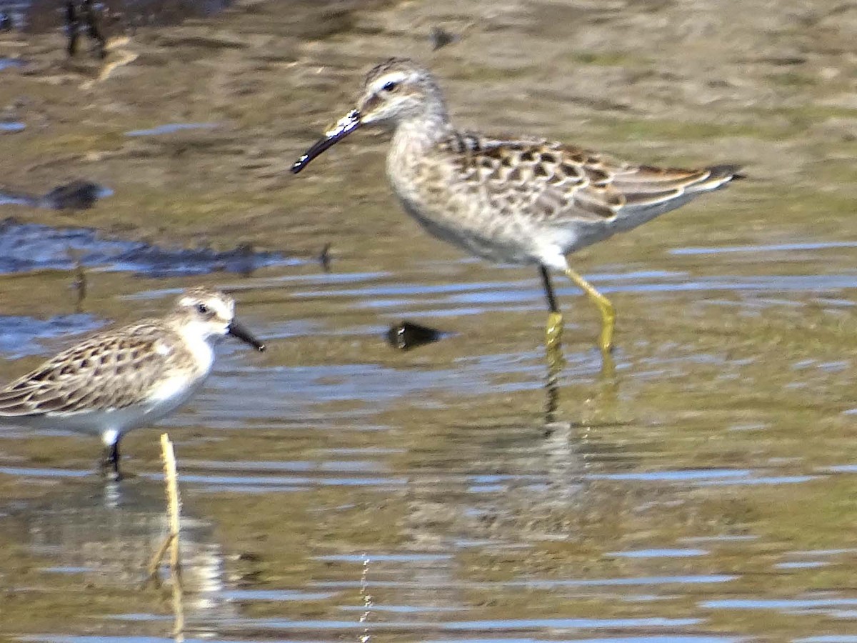 Stilt Sandpiper - ML66097161
