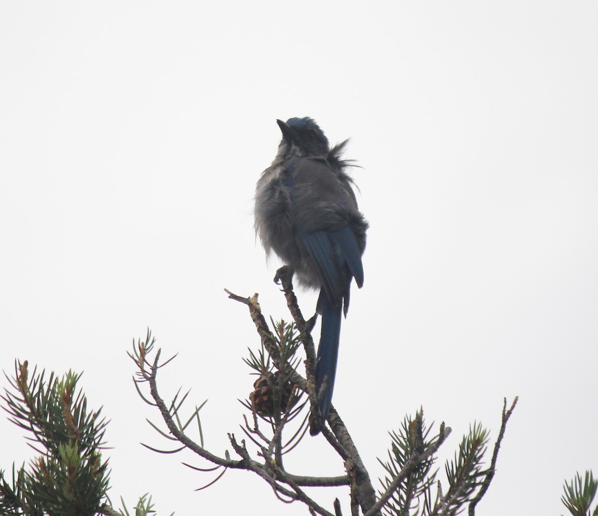 Woodhouse's Scrub-Jay - ML66097221