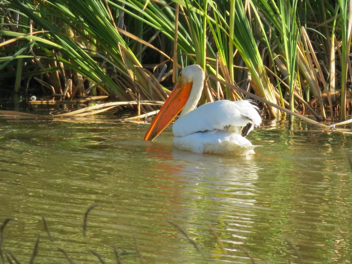 American White Pelican - ML66097361