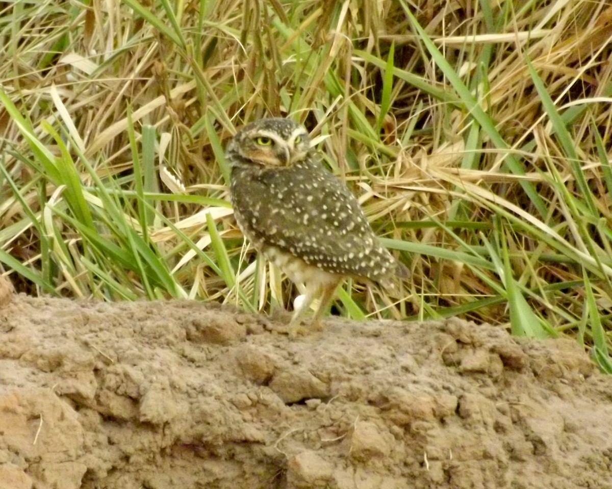 Burrowing Owl - Jim Moore