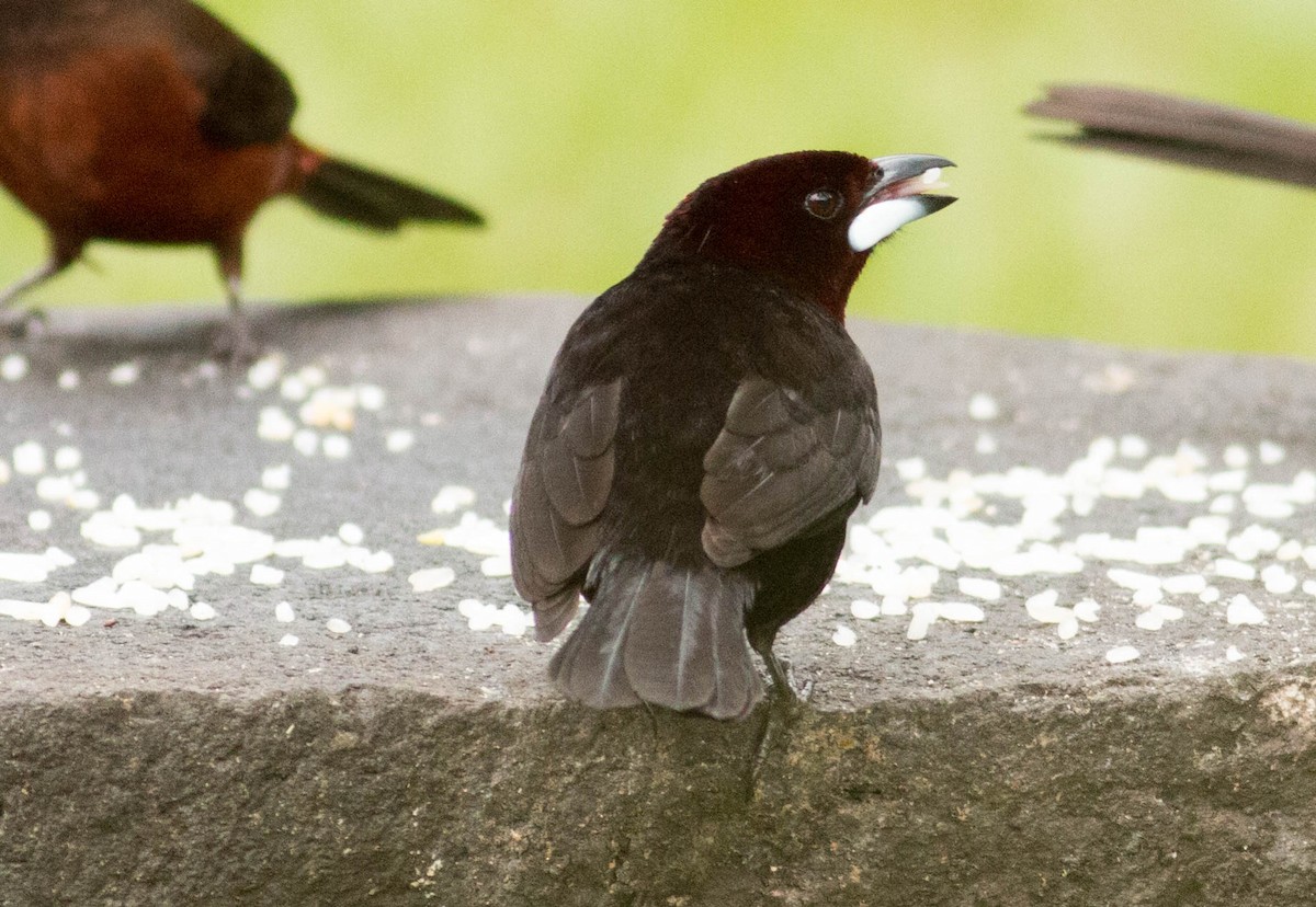 Silver-beaked Tanager - ML66097791