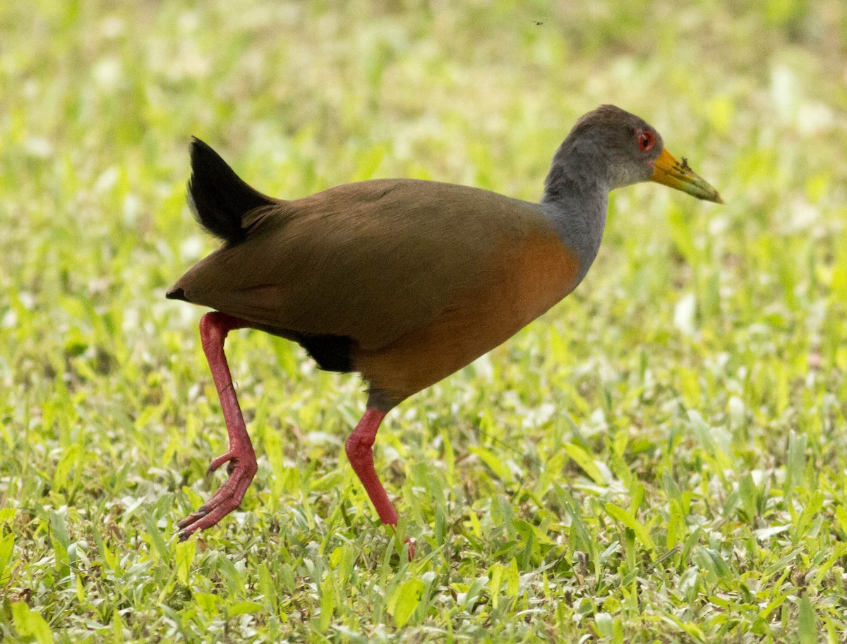 Gray-cowled Wood-Rail - ML66097921