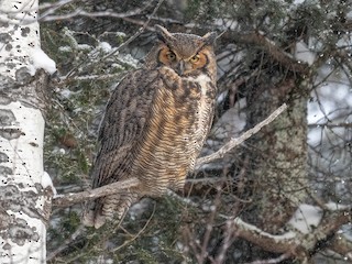  - Great Horned Owl