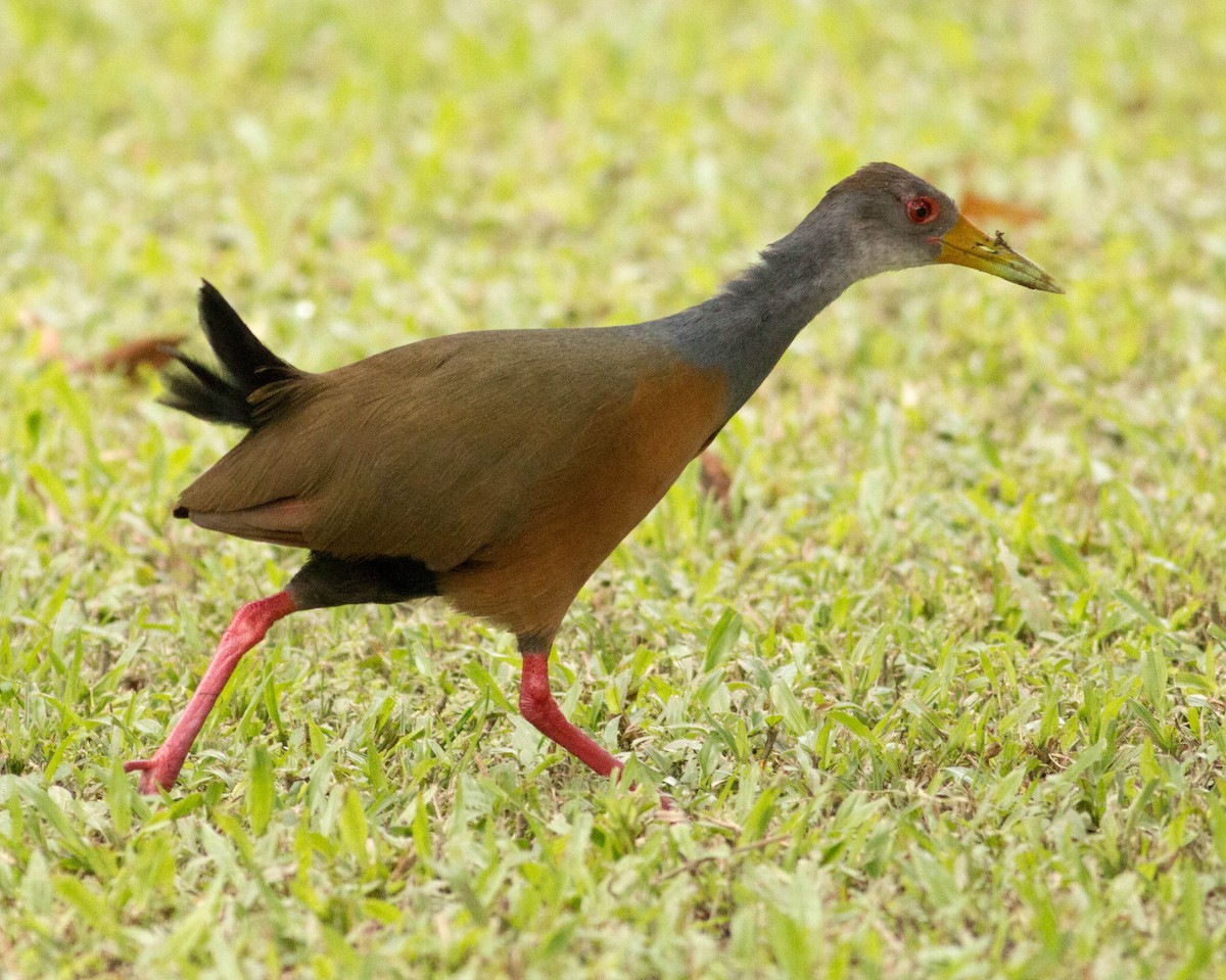 Gray-cowled Wood-Rail - ML66097931