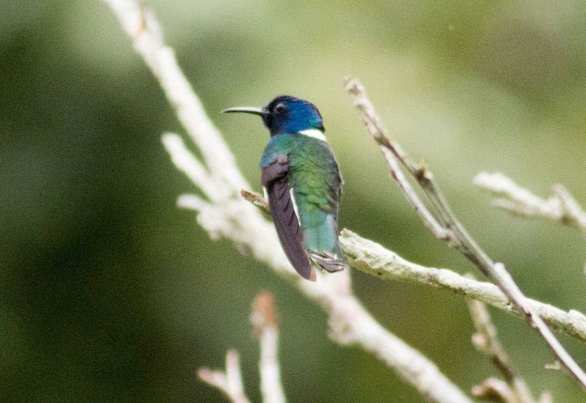 Colibrí Nuquiblanco - ML66098001