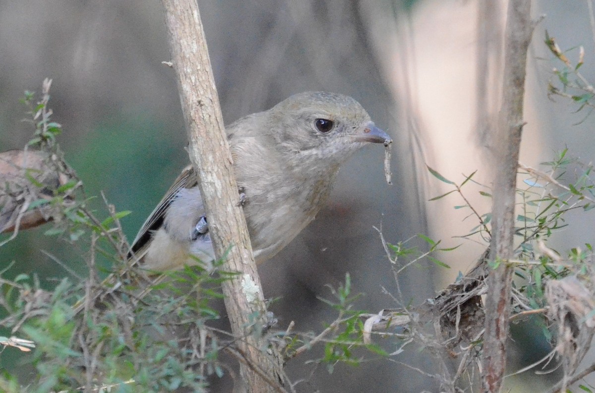 Golden Whistler - ML66099471