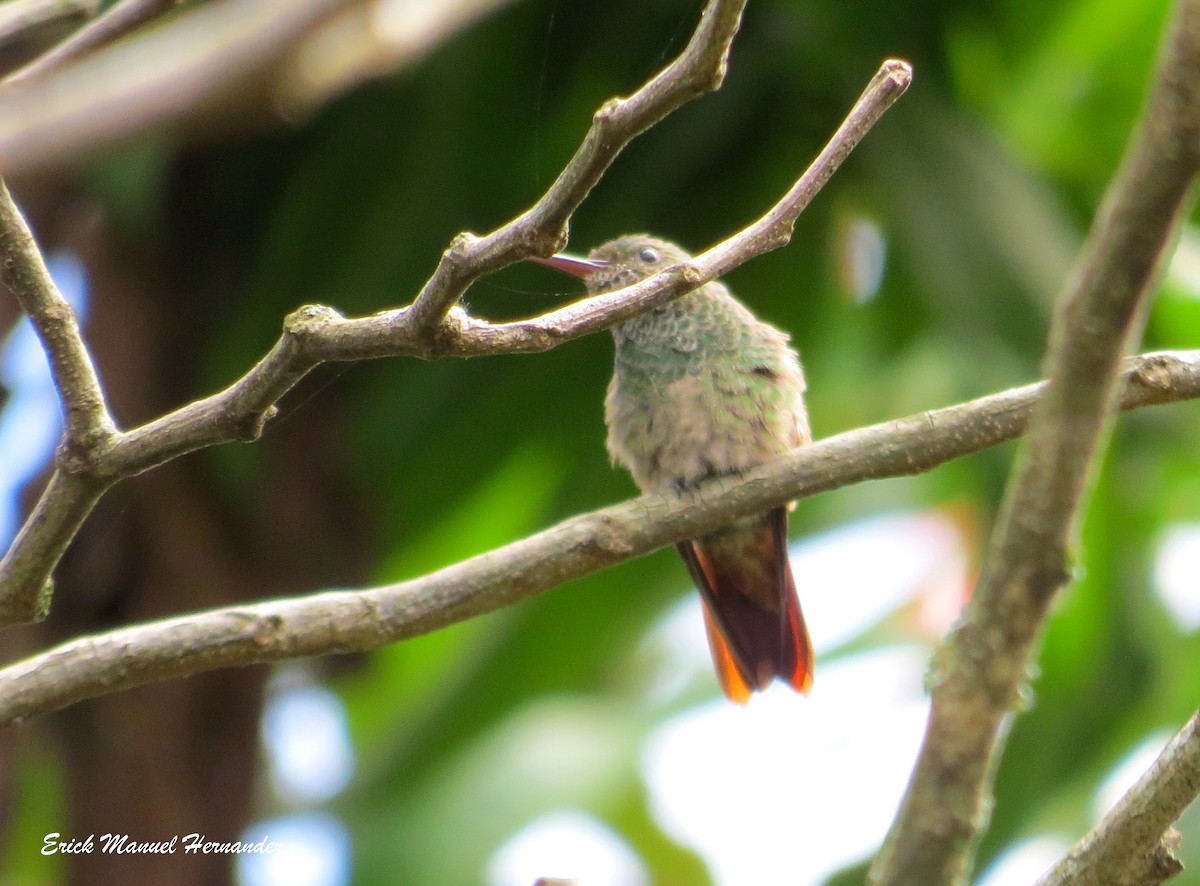 kolibřík mexický - ML66100331