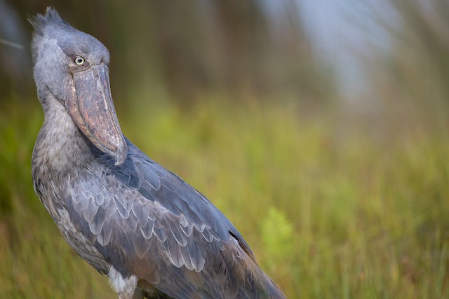 Herons, Storks & Waterbirds