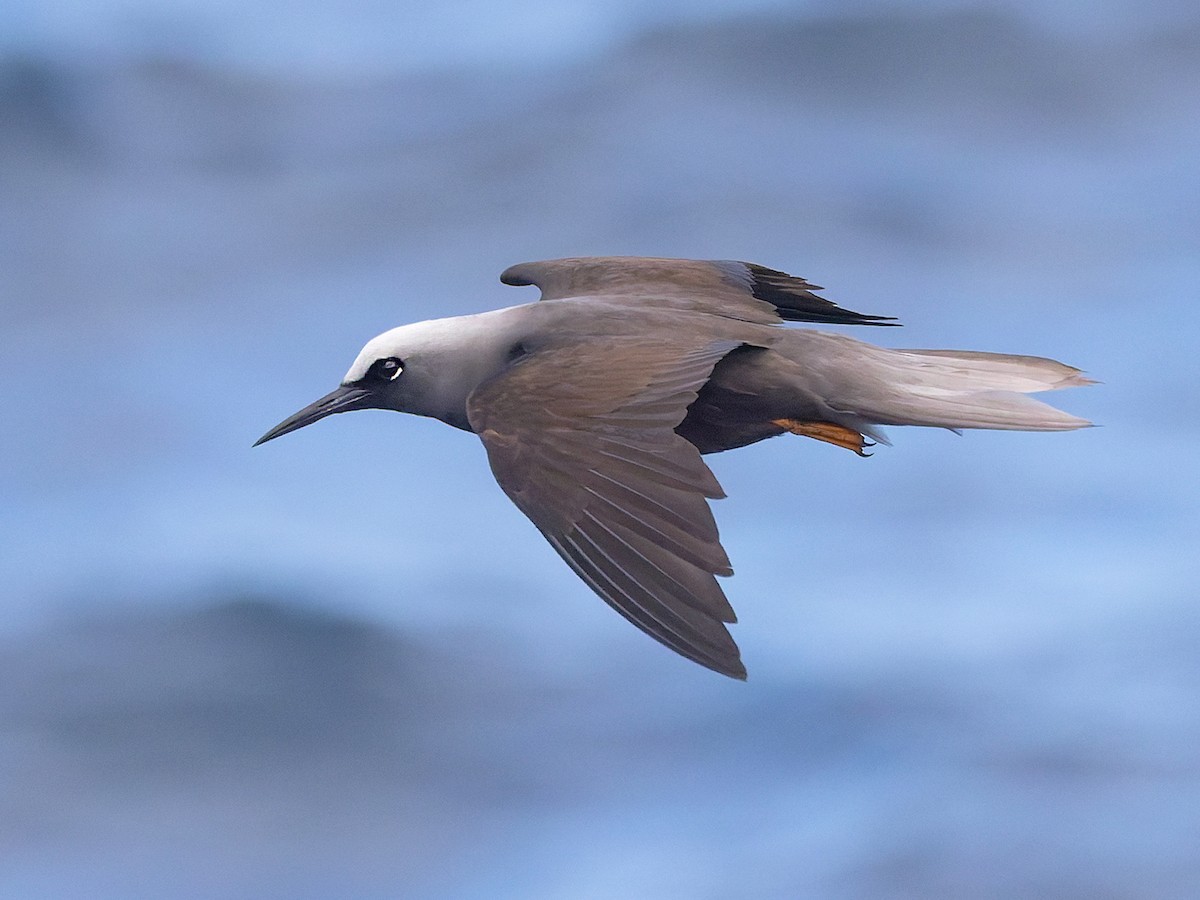  - Black Noddy