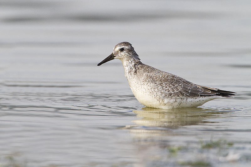 Red Knot - ML66101921