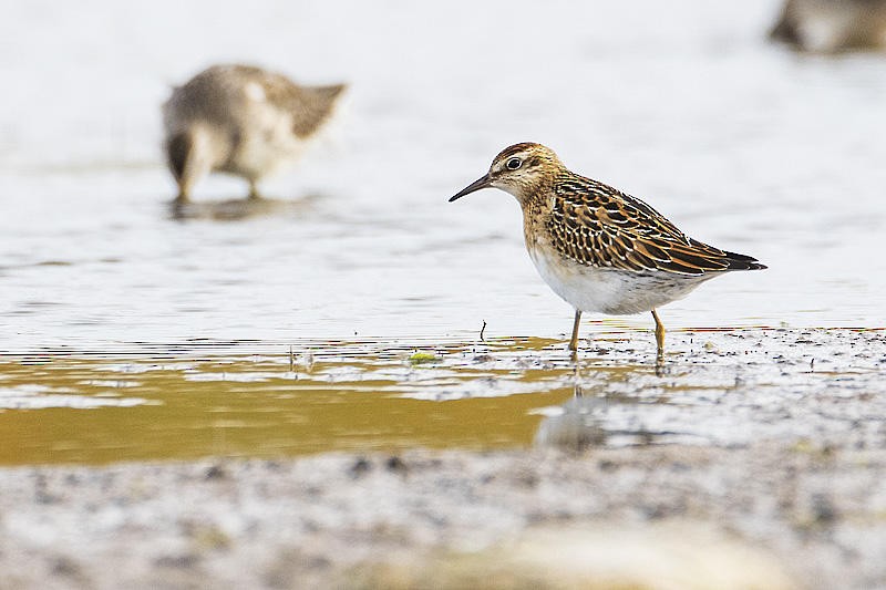 eBird Checklist - 24 Sep 2015 - Cooking Lake - 27 species