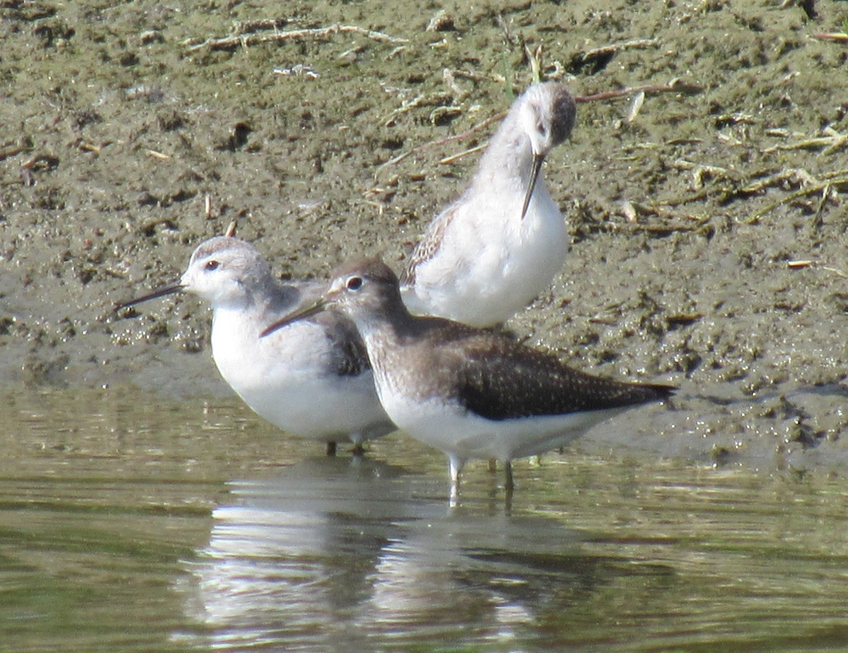 Solitary Sandpiper - ML66102971