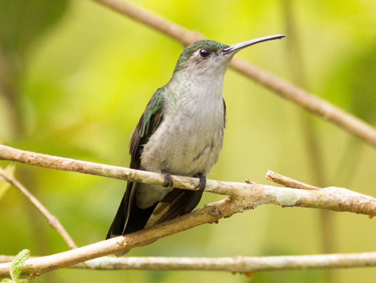 Gray-breasted Sabrewing - ML66103421