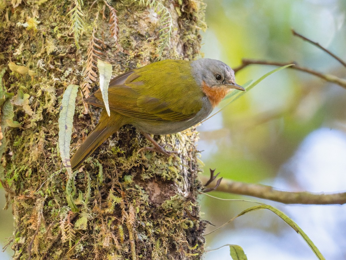 Madanga - Anthus ruficollis - Birds of the World