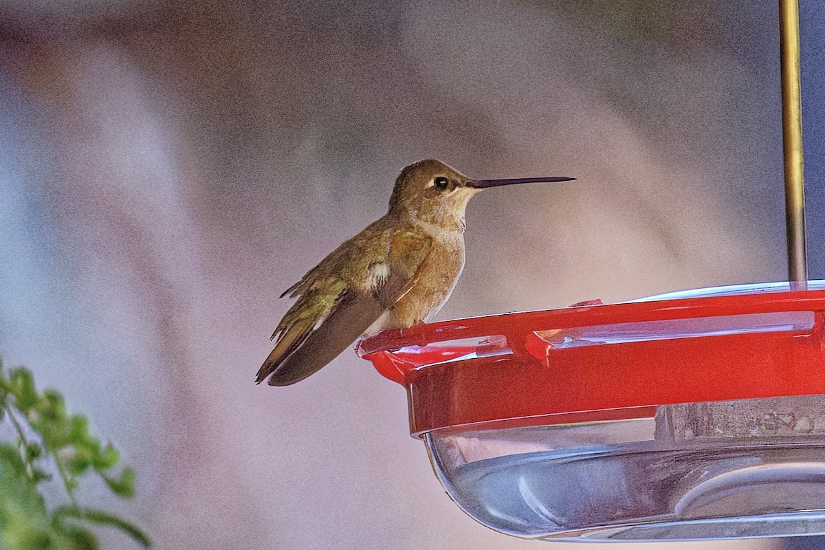 eBird Checklist - 7 Jul 2026 - 305 Donna, WR - 13 species