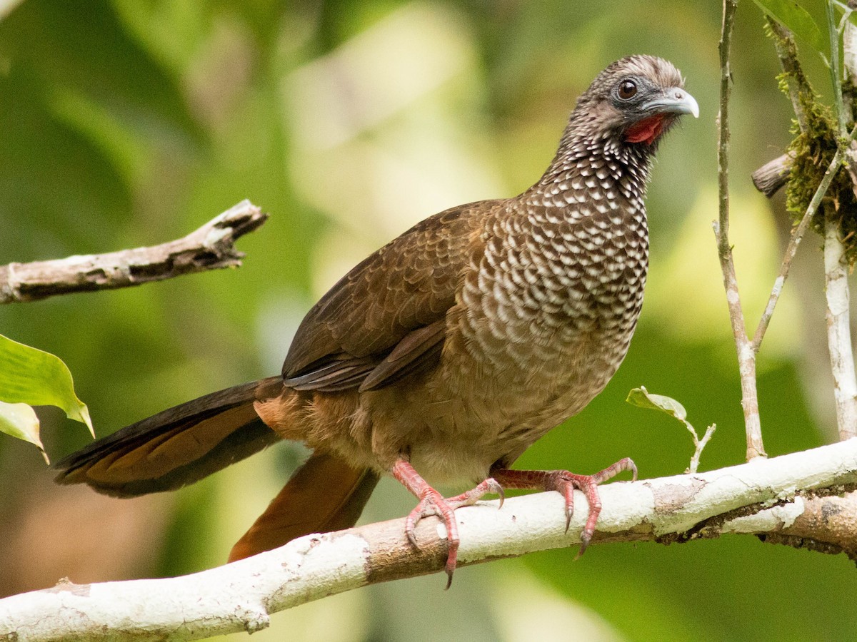 Speckled Chachalaca - ML66103811