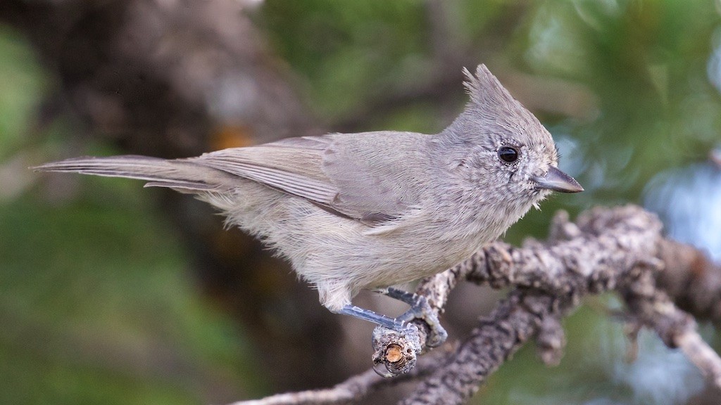 Mésange des genévriers - ML66103871