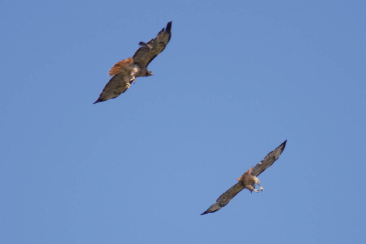 Red-tailed Hawk - ML66105851