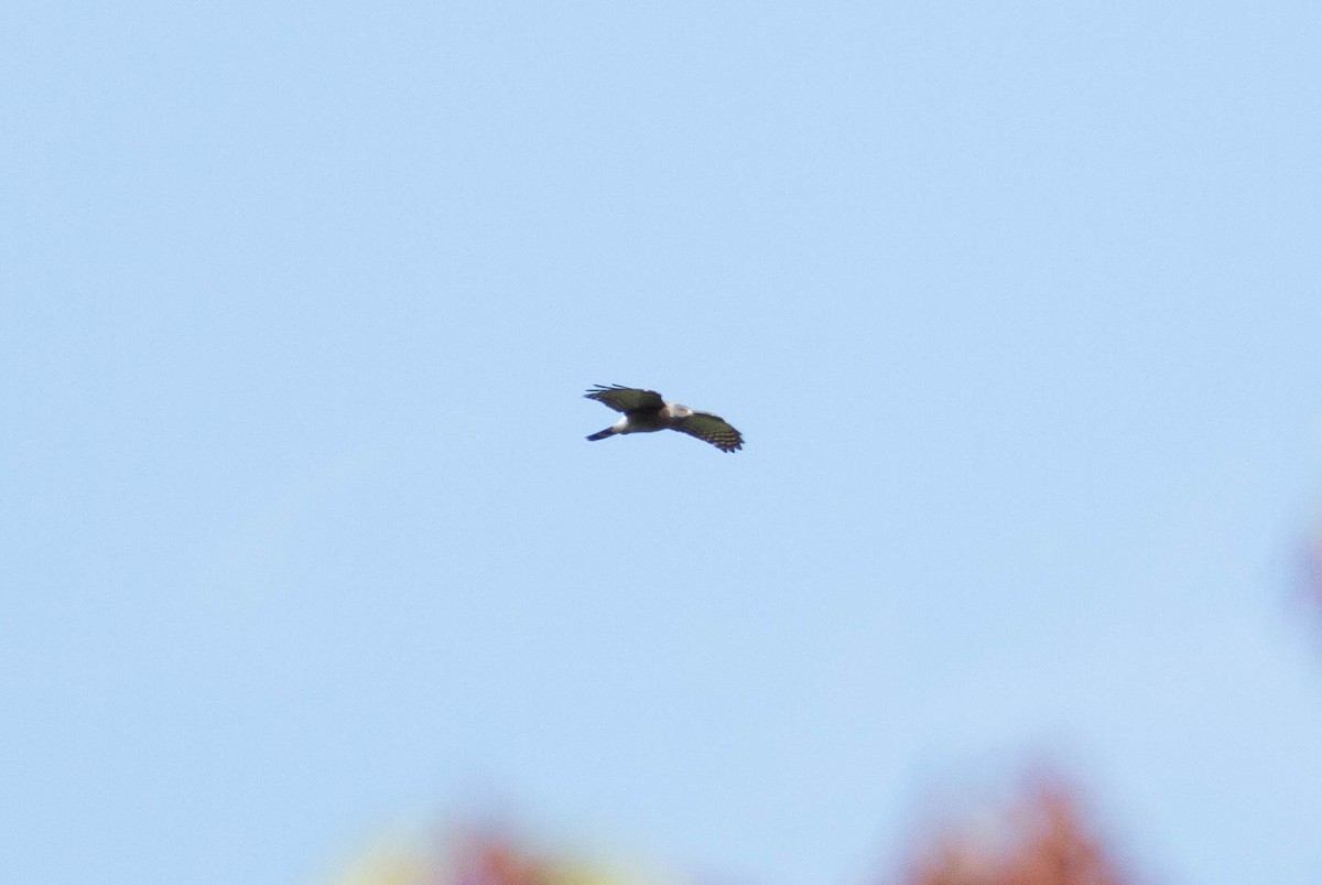 Double-toothed Kite - Paul Fenwick