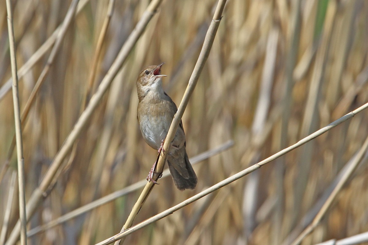 Savi's Warbler - Christoph Moning