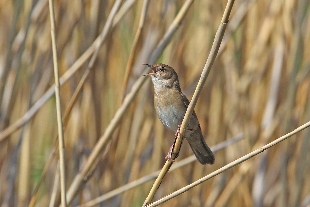 Savi's Warbler - ML66107371