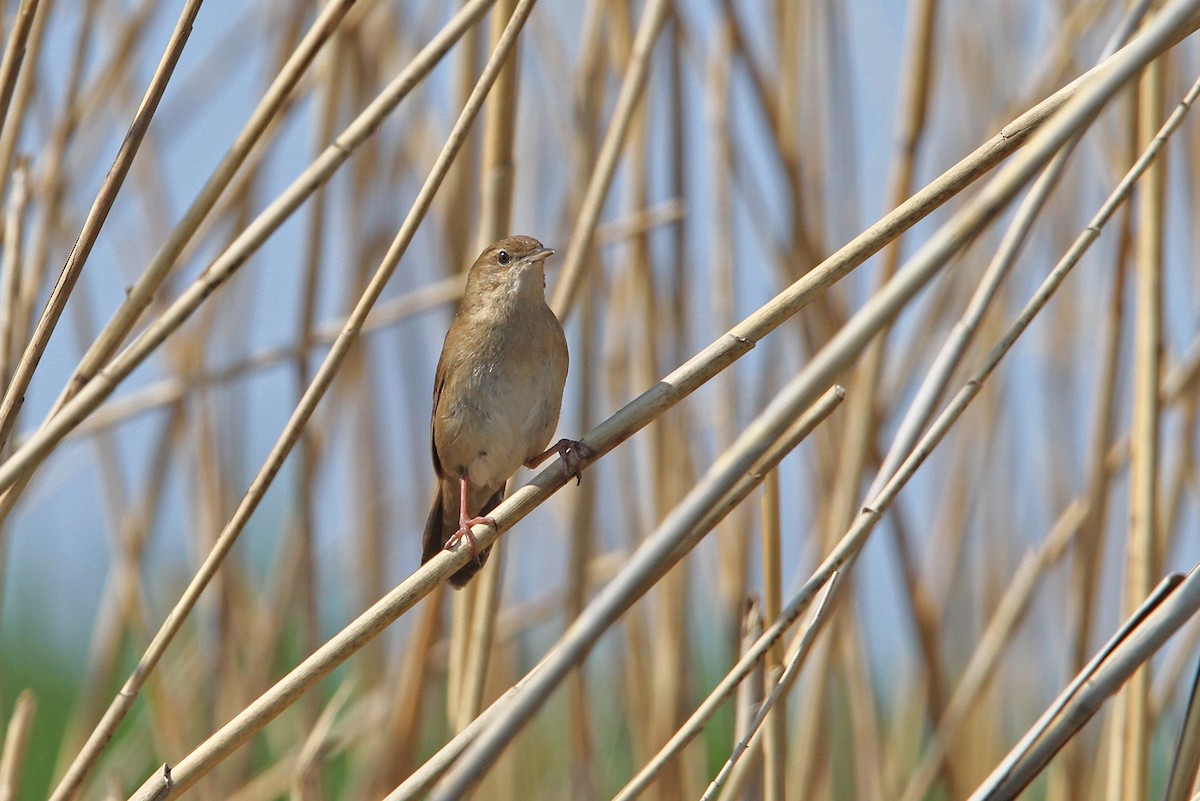 Savi's Warbler - ML66107391