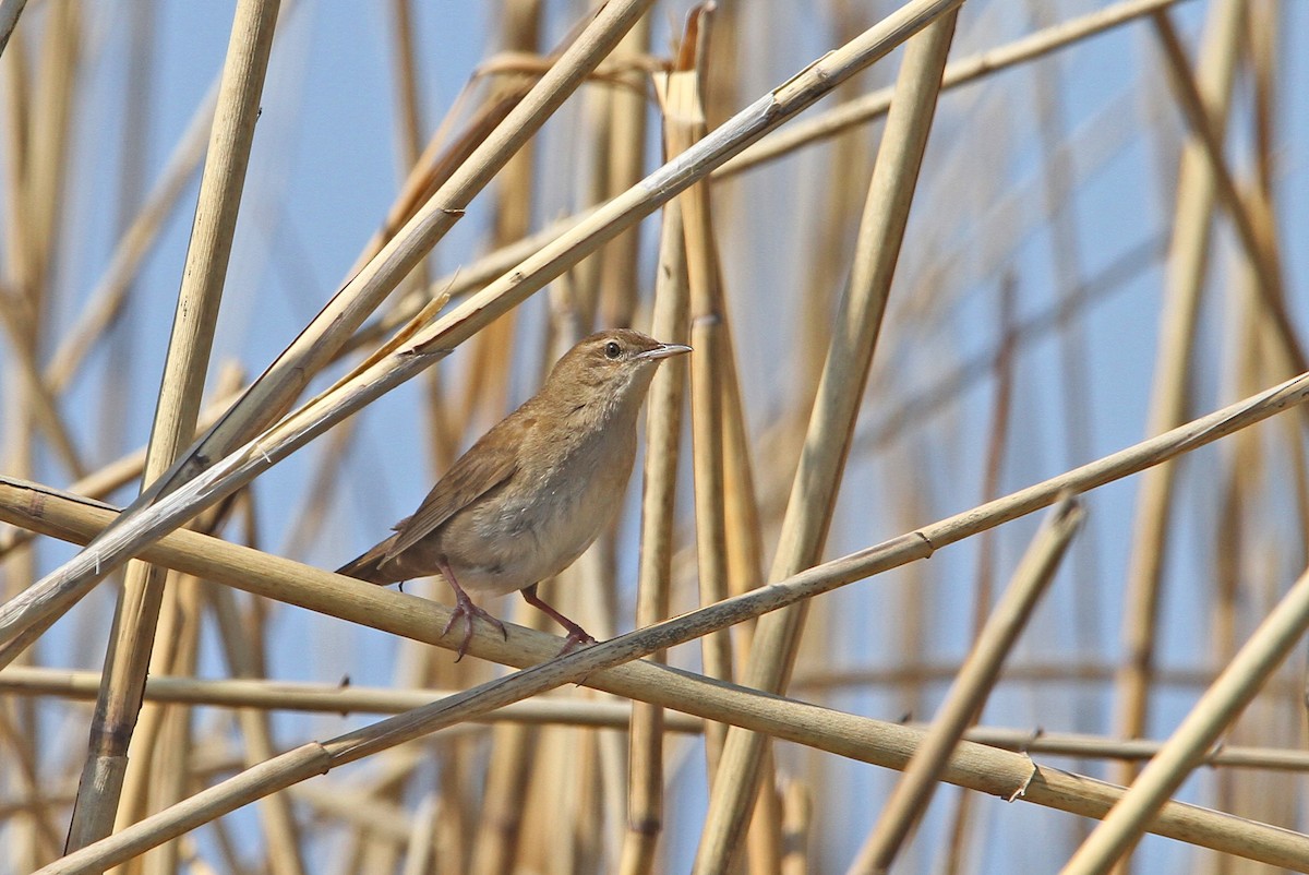 Savi's Warbler - ML66107441