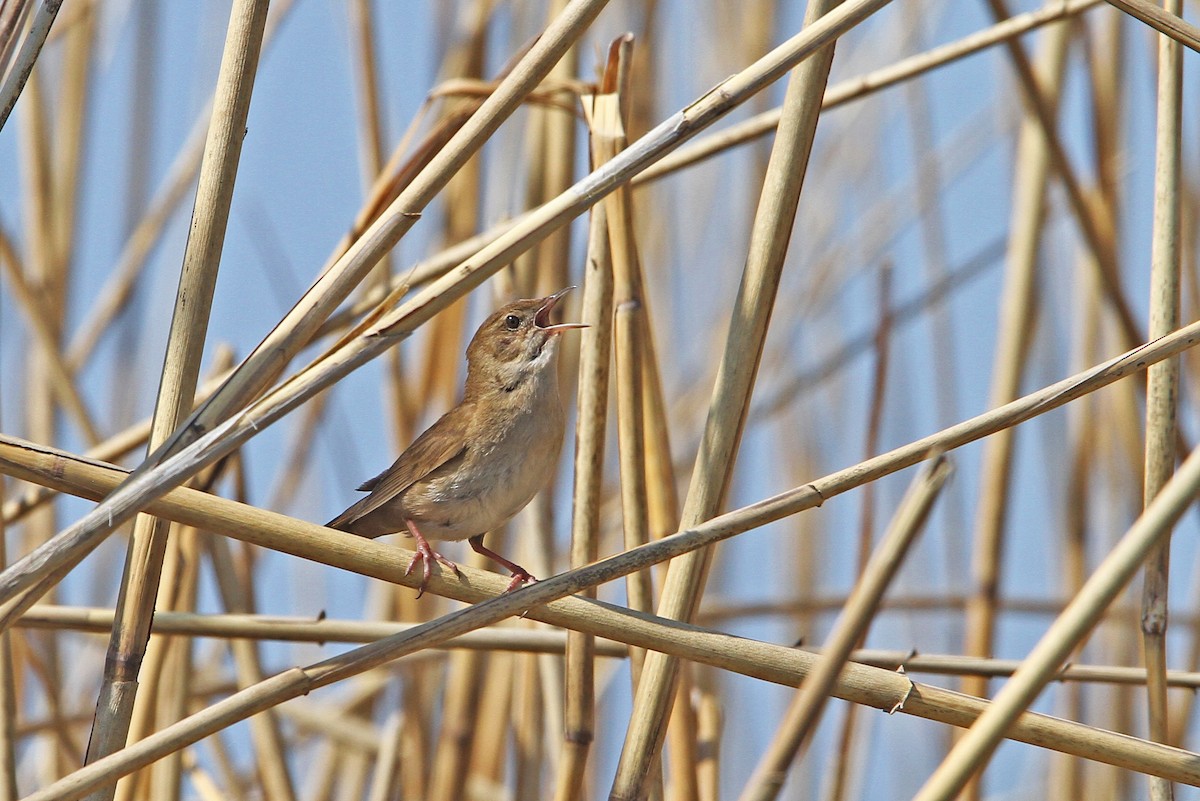 Savi's Warbler - ML66107451