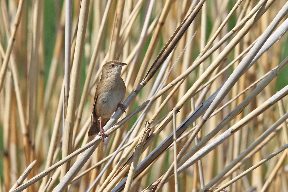 Savi's Warbler - ML66107461