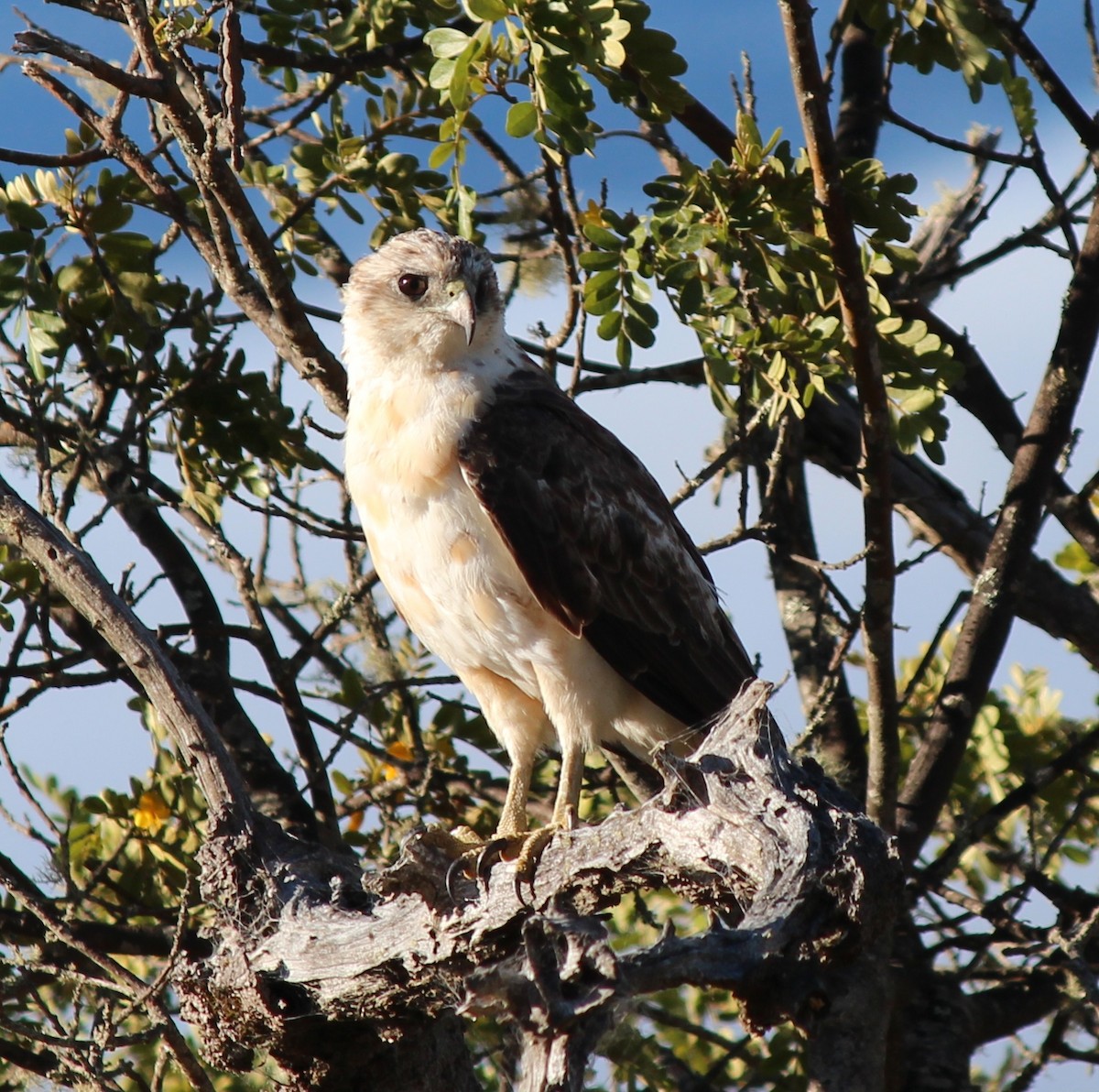 Hawaiian Hawk - ML66107711