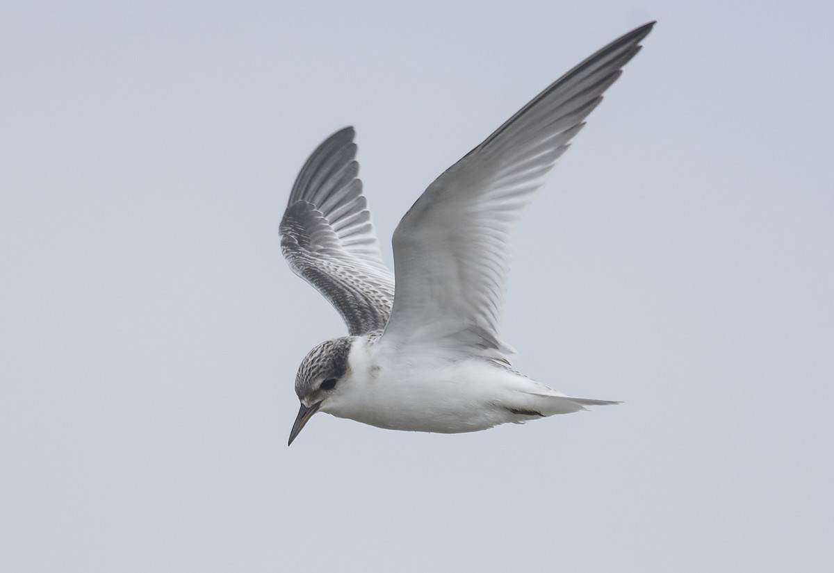 Least Tern - Jerry Ting