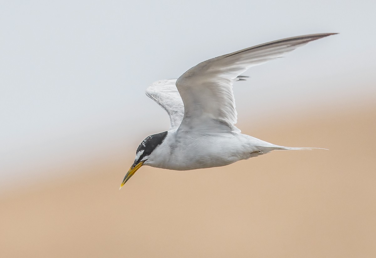Least Tern - Jerry Ting