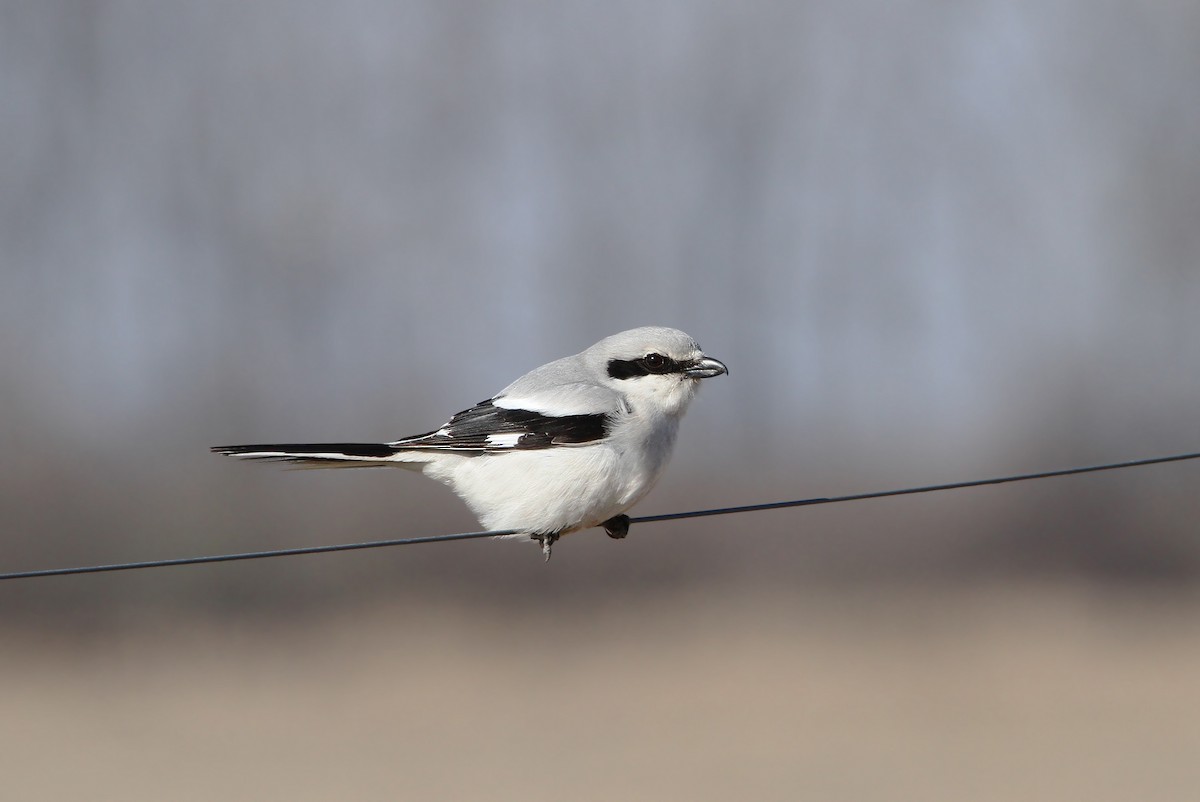 Great Gray Shrike - Christoph Moning