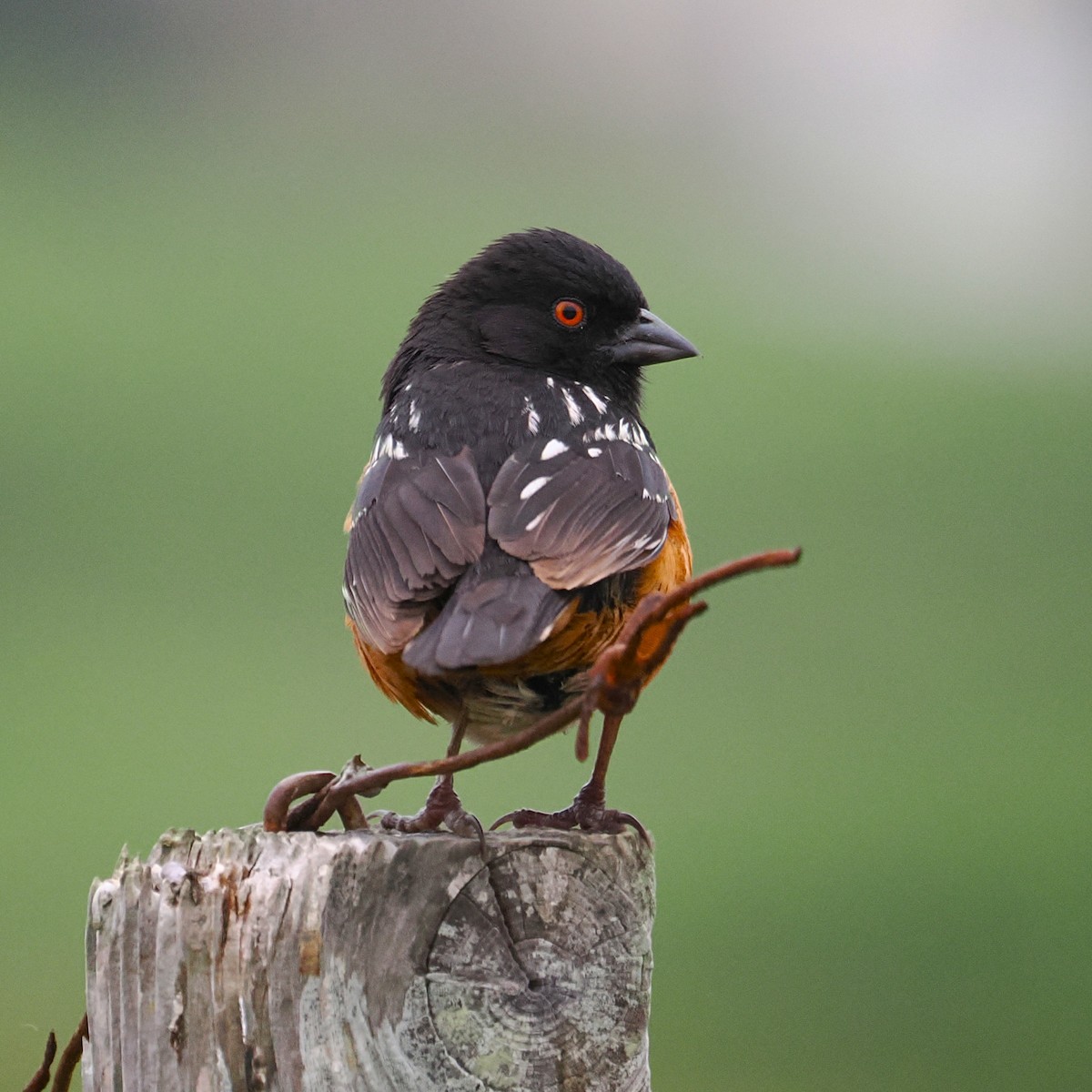 Spotted Towhee - ML661082022