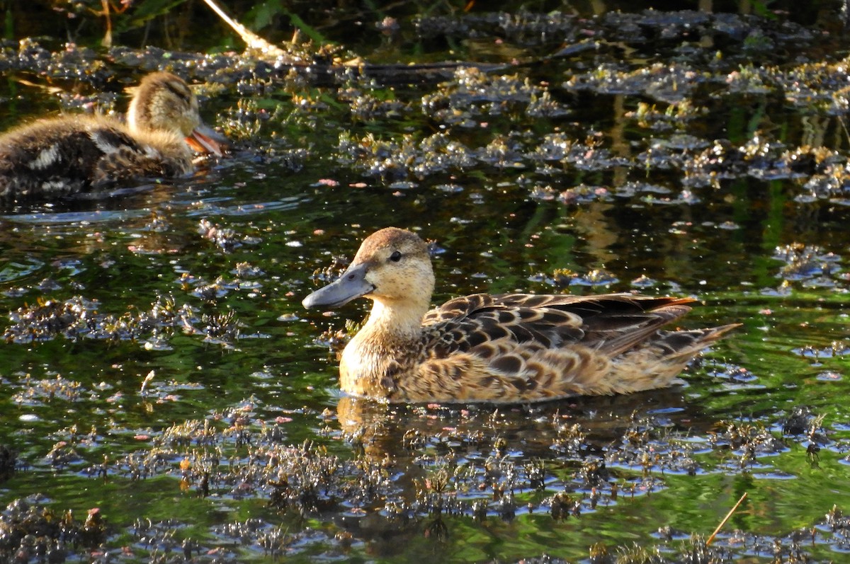 Cinnamon Teal - ML66108751