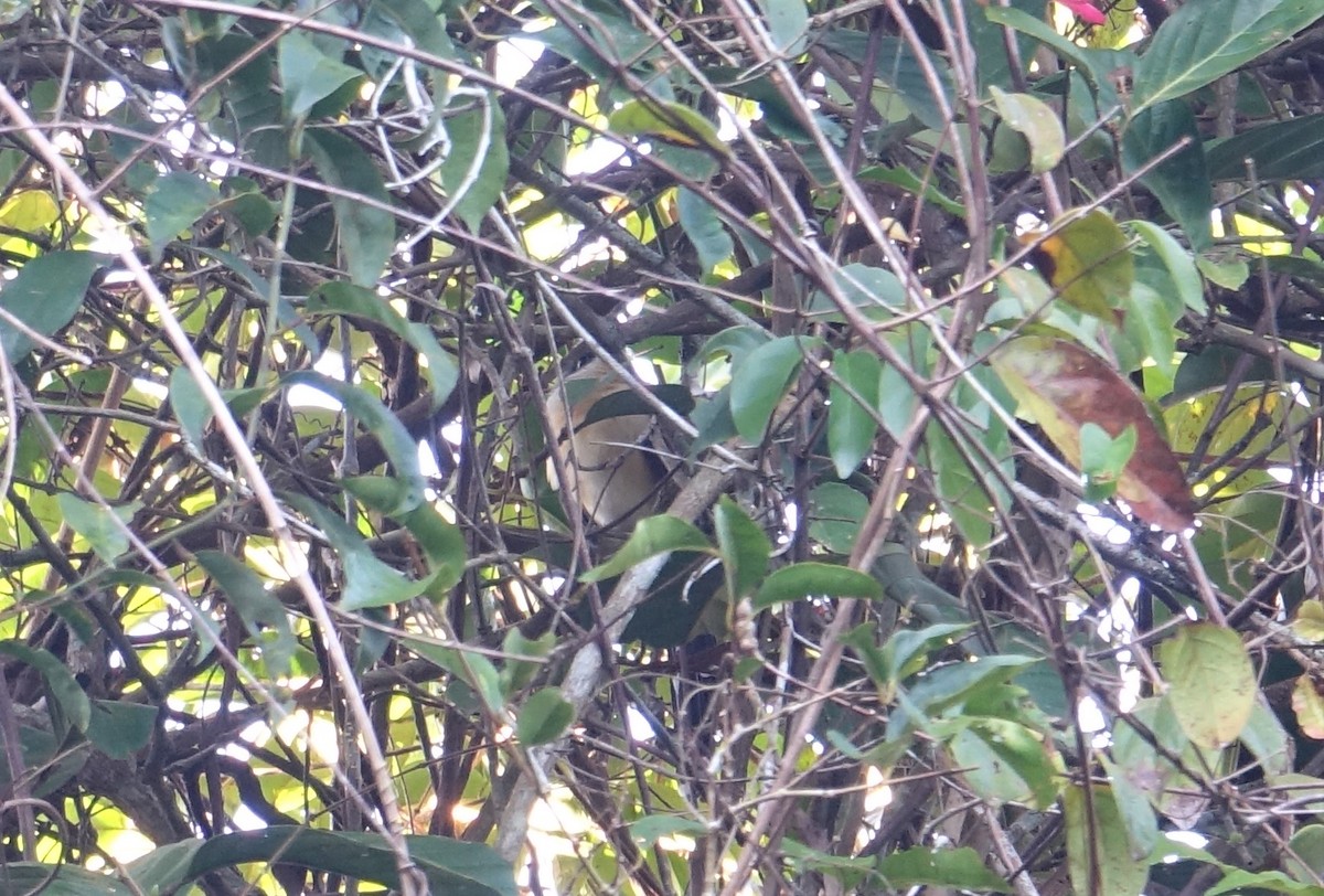 Dark-billed Cuckoo - ML66108811