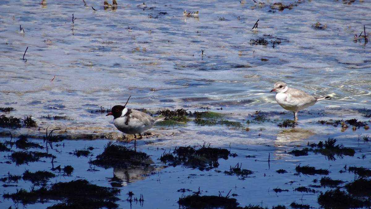 Hooded Plover - ML66109021