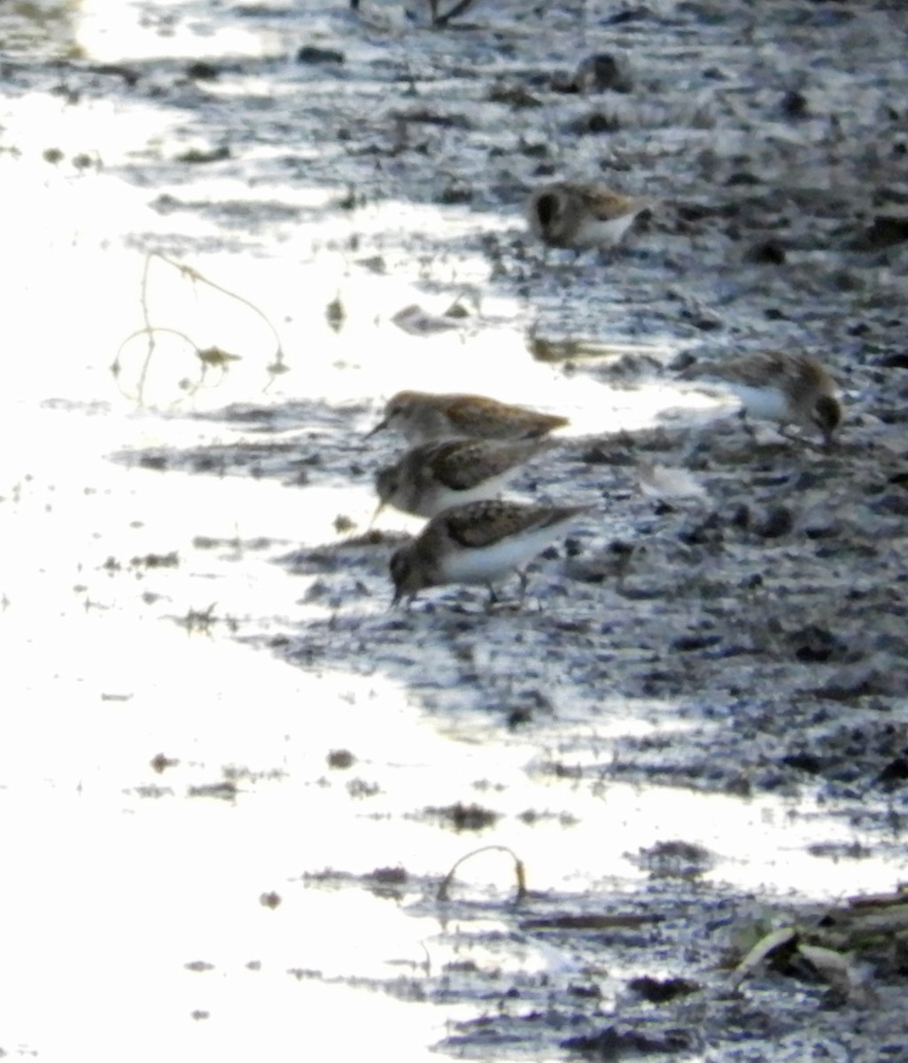 Least Sandpiper - ML66109121