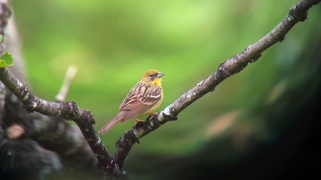 Yellow Bunting - eBird