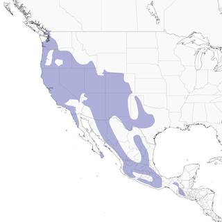 Distribution of the Bushtit - Range Map