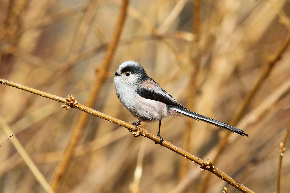 Long-tailed Tit - Christoph Moning
