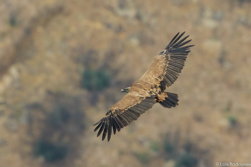 Eurasian Griffon - Luis Rodrigues