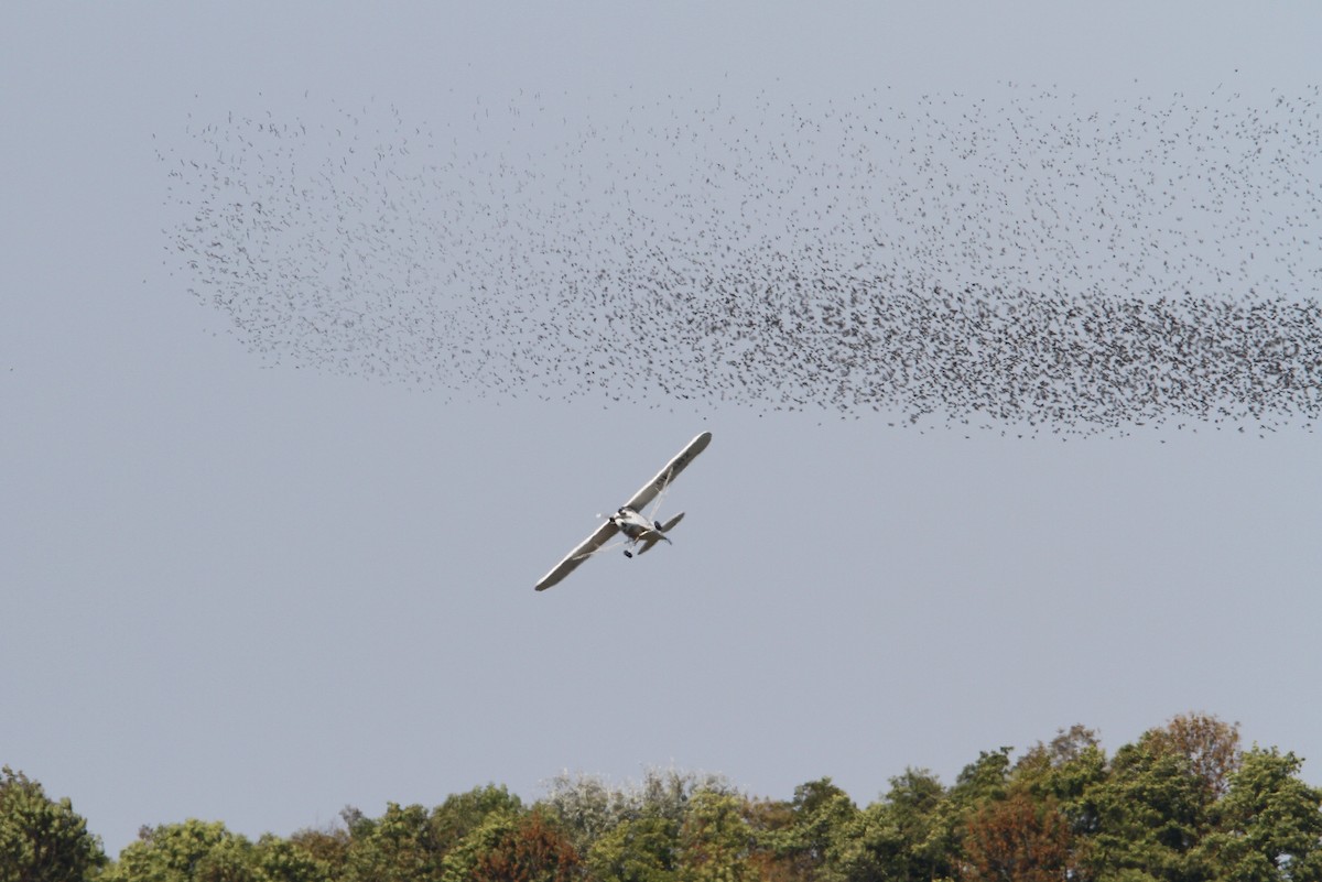 European Starling - ML66111731