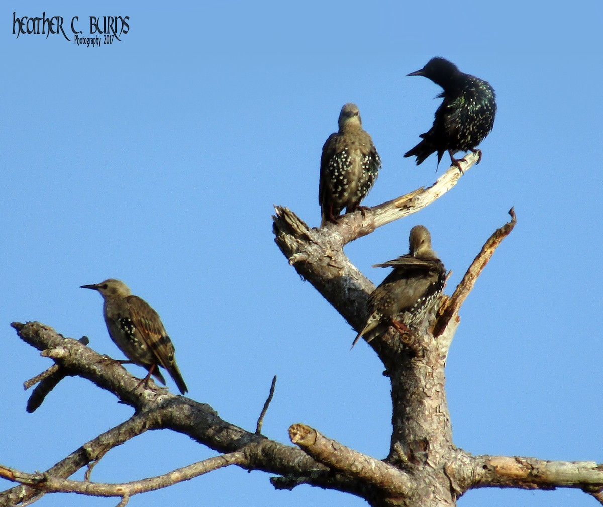 European Starling - ML66111831