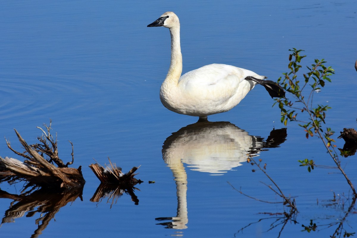 Trumpeter Swan - Joel Trick