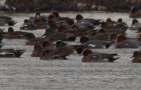 Canard d'Amérique - ML66113871