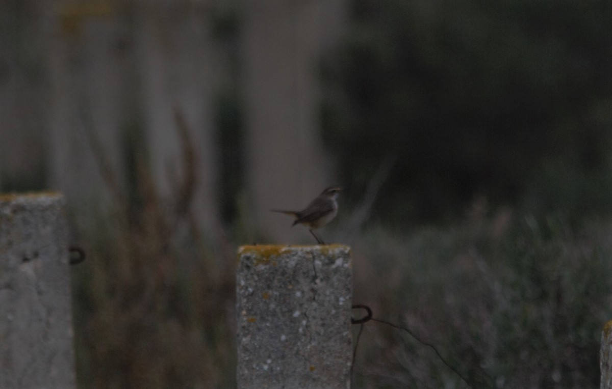 Bluethroat - ML66113941