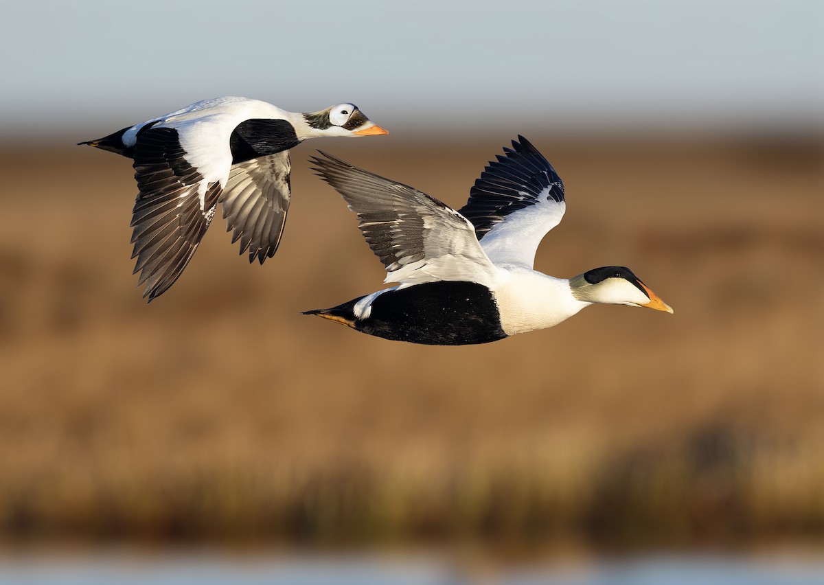 Common Eider (Pacific) - eBird